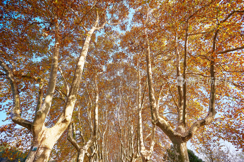 秋季红叶美景