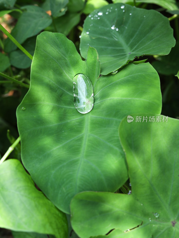 春天绿色的植物叶子树叶和水滴雨滴