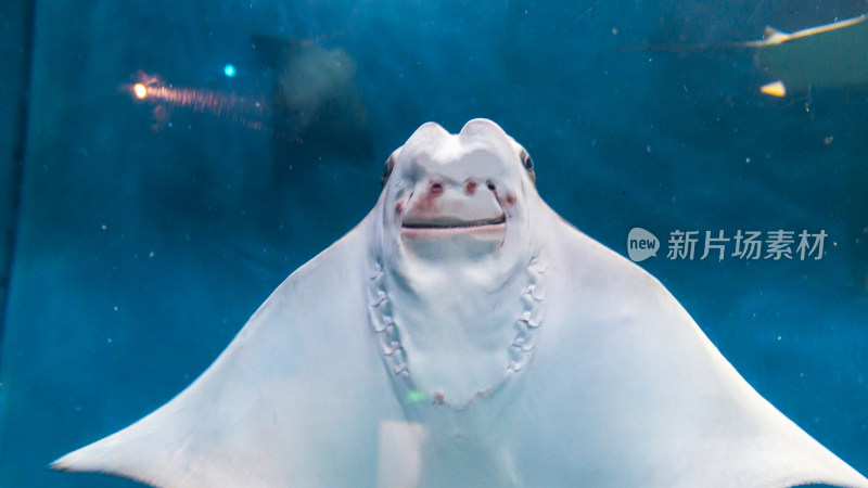 水族馆中微笑的鳐鱼特写