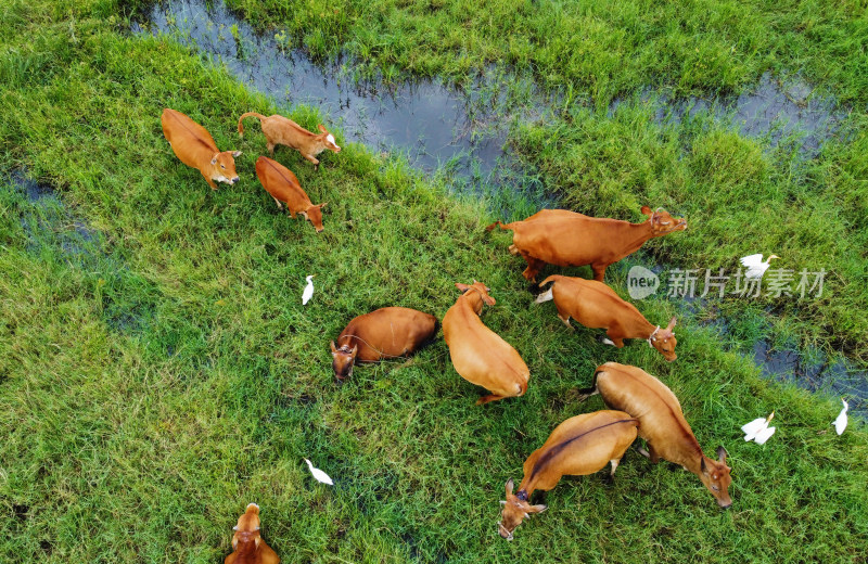 航拍草地牛群与白鹭