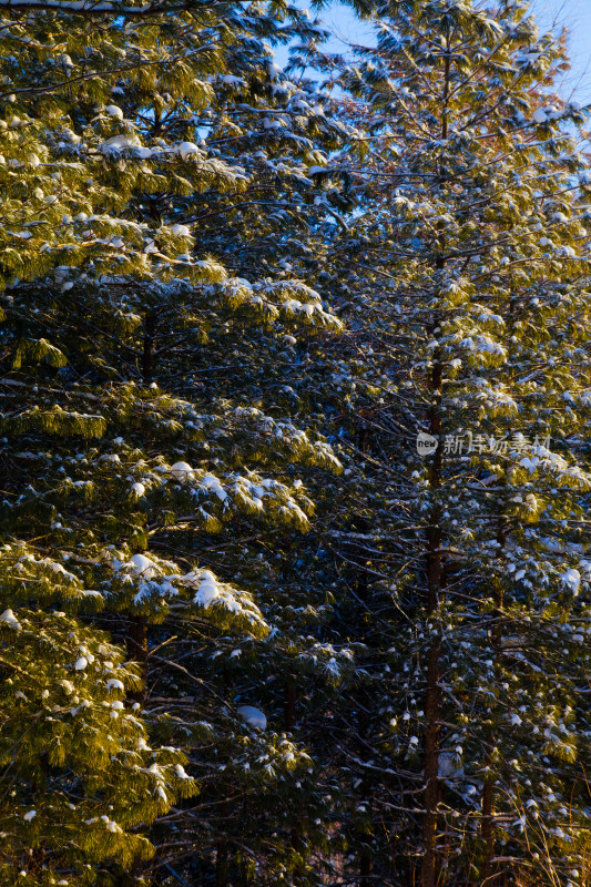 黑龙江 双峰林场 雪乡