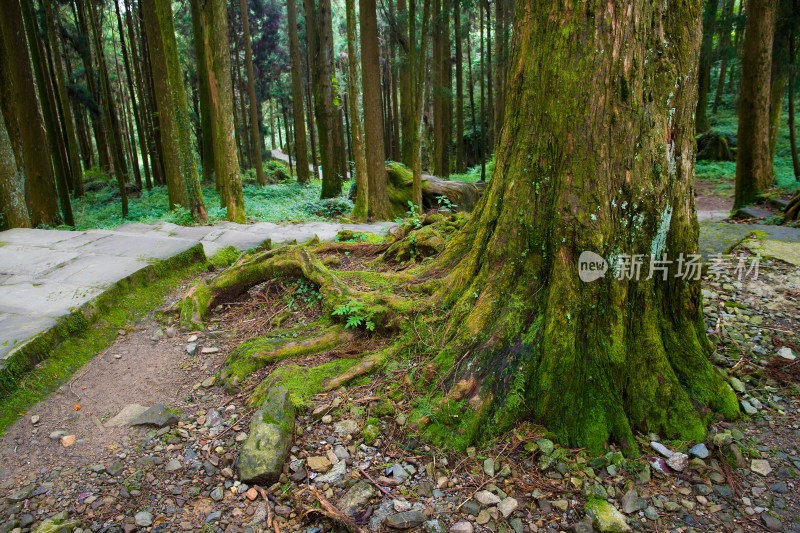 阿里山