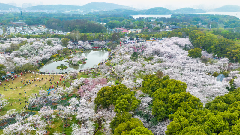 武汉东湖樱花园最佳观赏期航拍