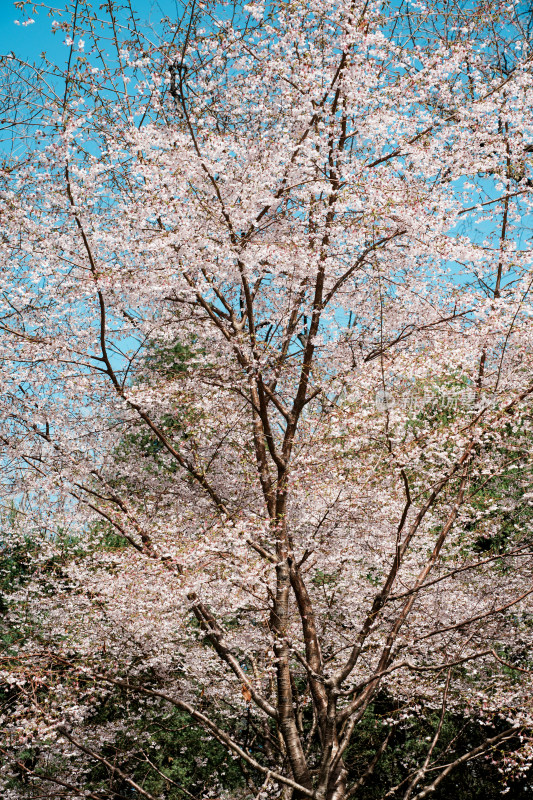 玉渊潭樱花树和樱花