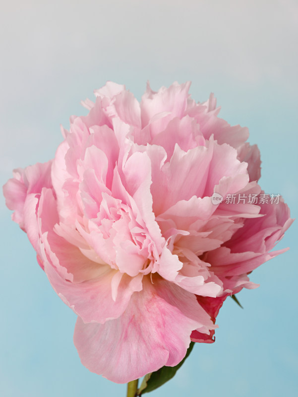 一朵盛开的鲜花粉色芍药的特写