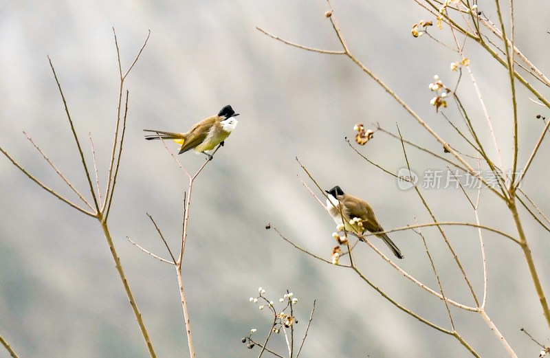 重庆酉阳：铜西树枝上的鸟