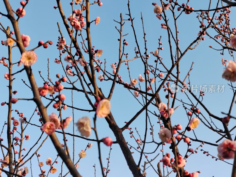 蓝天下盛开的梅花枝繁花似锦