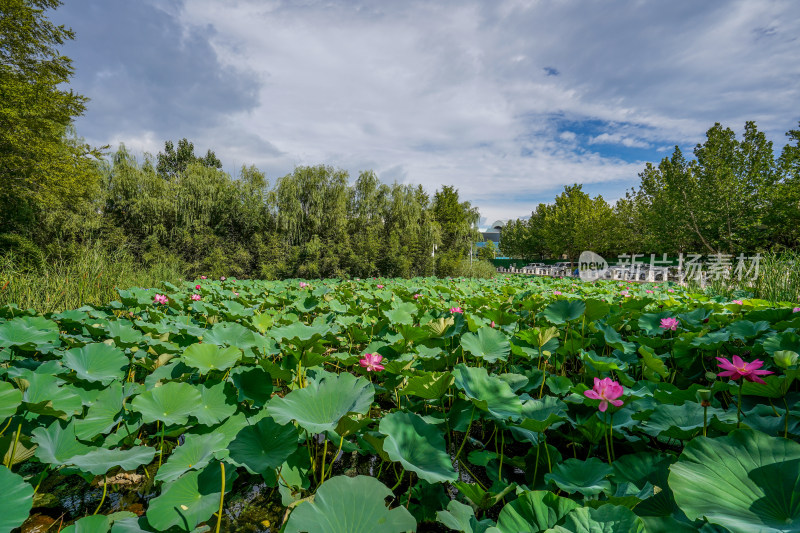 夏日荷花池自然景观