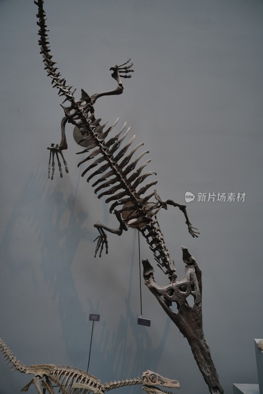 古鳄化石标本