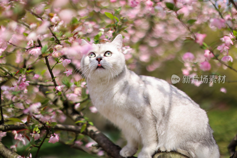 海棠花和英国短毛猫银渐层