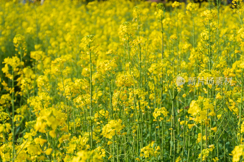 盛开的黄色油菜花田