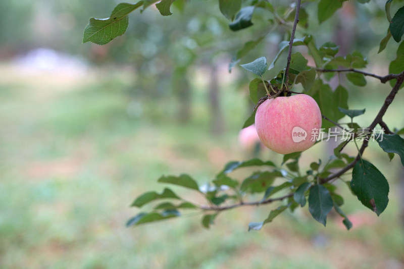 苹果园里硕果累累的红苹果