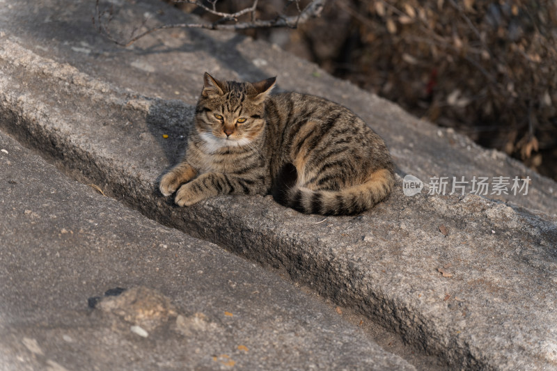 蹲坐地面的猫咪