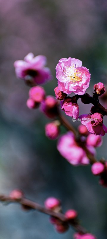 特写粉色绽放梅花花枝