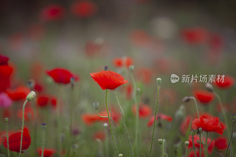 虞美人秋英花 花海 蜜蜂