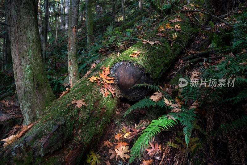 夕阳下美丽的森林