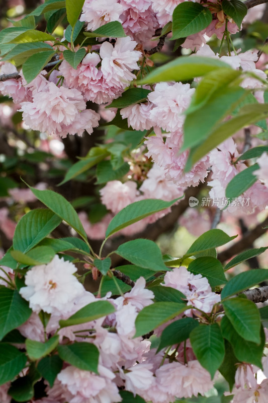 北京朝阳公园樱花