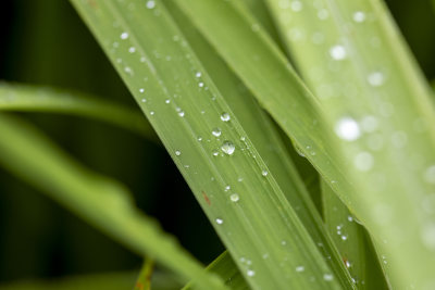 叶子上的露珠水珠雨珠特写