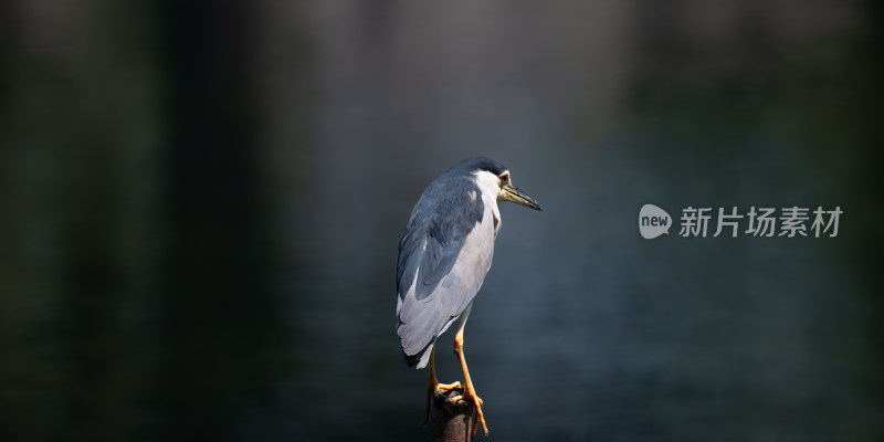 夜鹭（Nycticorax nycticorax）