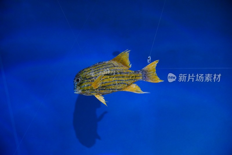 海洋馆里展示的甲尻鱼标本