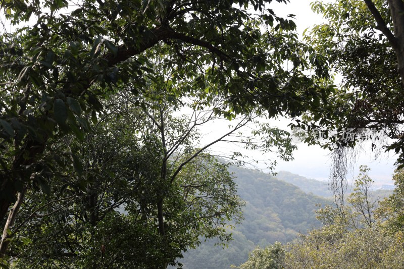 山林间茂密树木远景