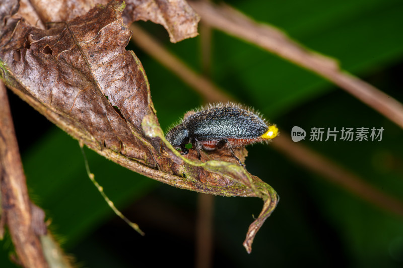 隆线异土甲攀爬在植物上的特写