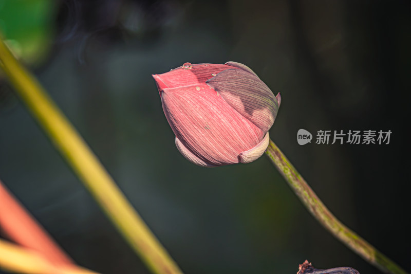 秋天池塘里的荷花