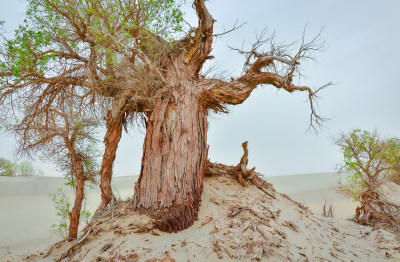 新疆塔克拉玛干沙漠胡杨树