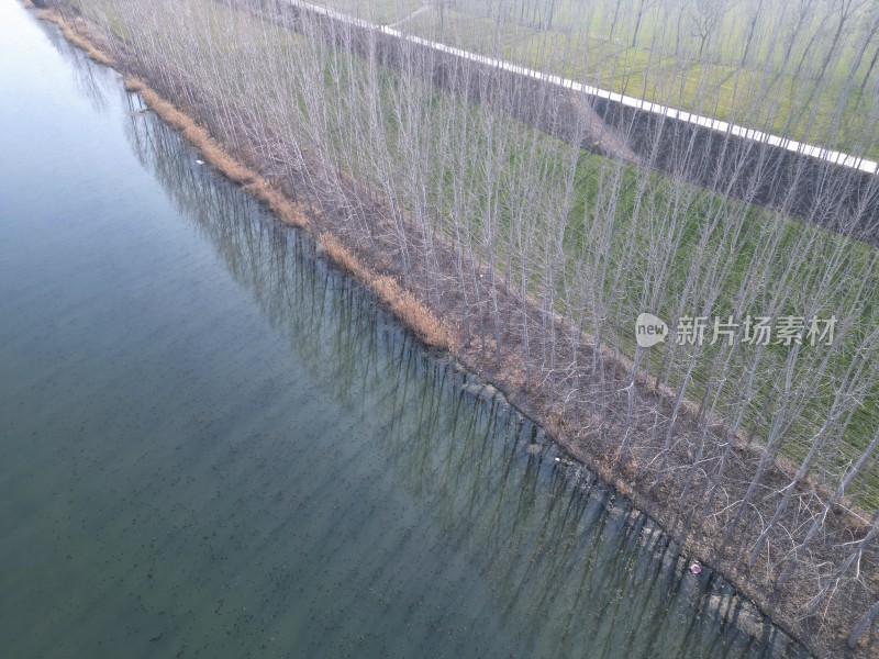 航拍田野间河流树木行列景观