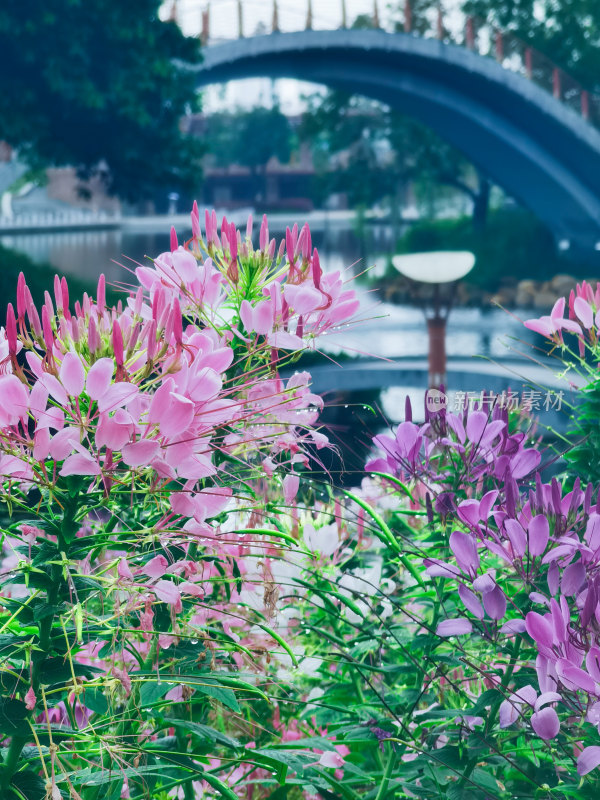 佛山市千灯湖公园醉蝶花花海