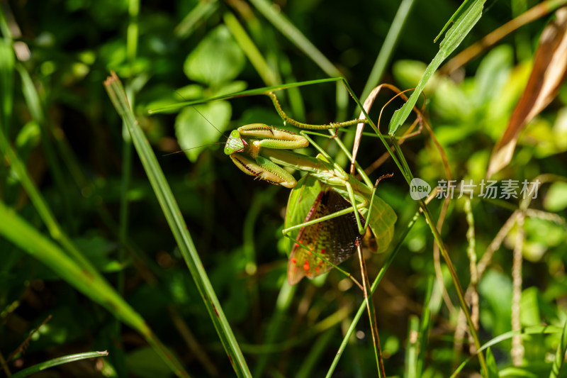 草丛中的螳螂特写