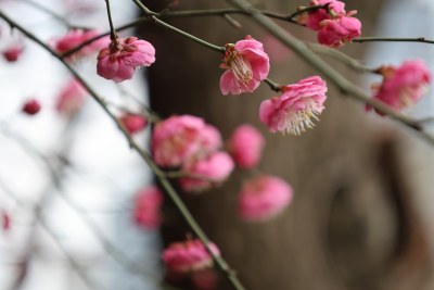 粉色梅花特写