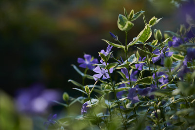 春天的花卉