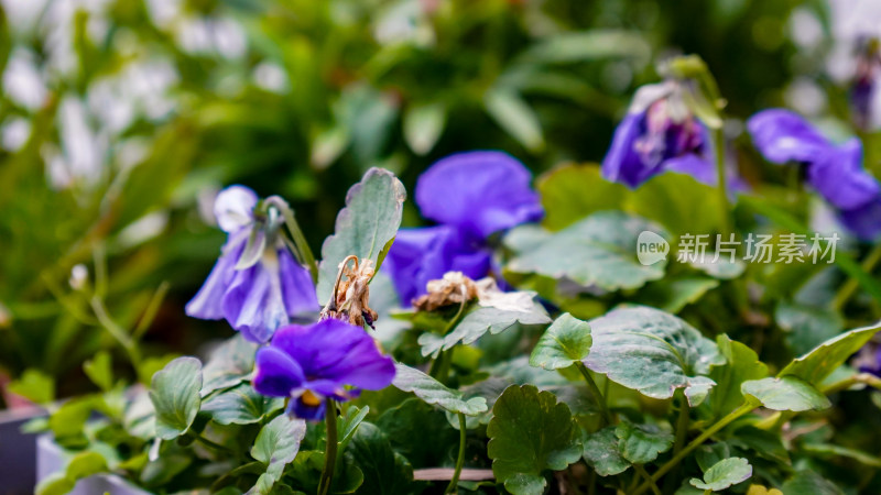 春天植物花草嫩芽摄影图