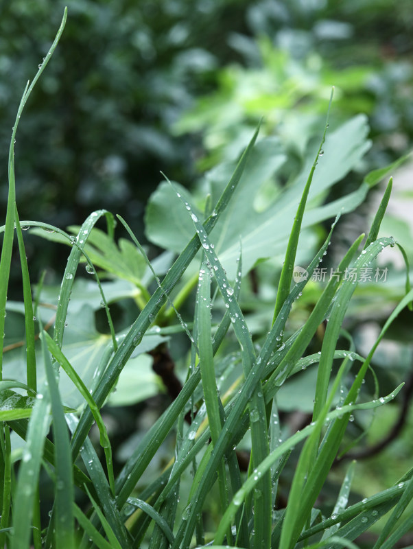 春天绿色的植物叶子树叶和水滴雨滴