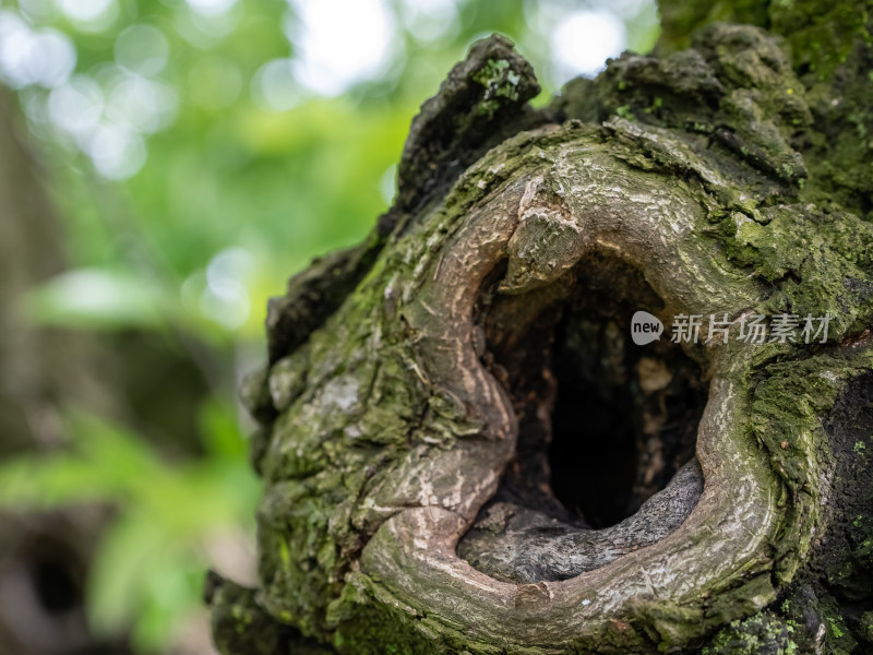 自然森林树干上的鸟窝树洞