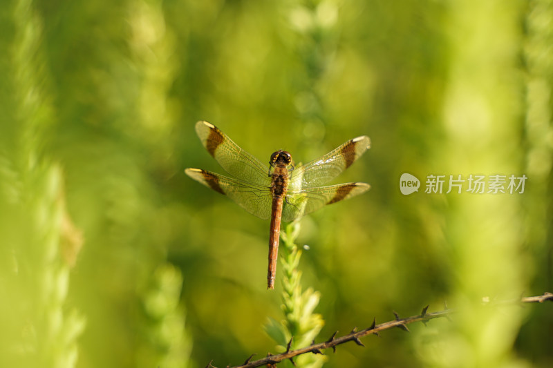 蜻蜓在花草上休息