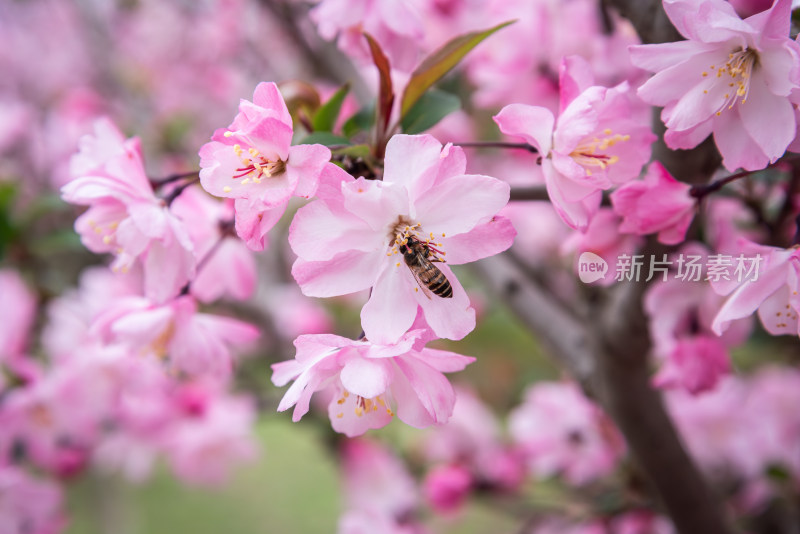 晴朗的春天 蜜蜂在盛开的海棠花丛中采蜜