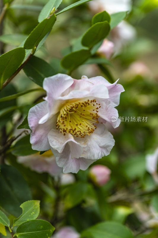 春天盛开的花朵