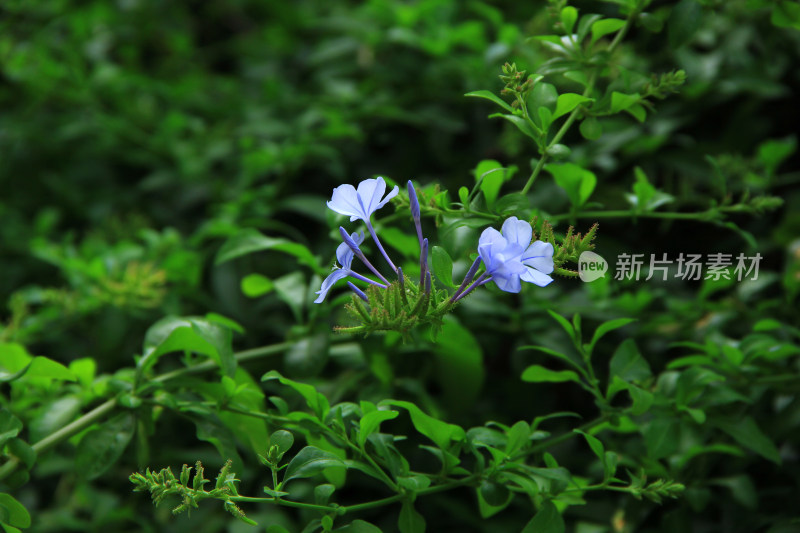 蓝花丹植物