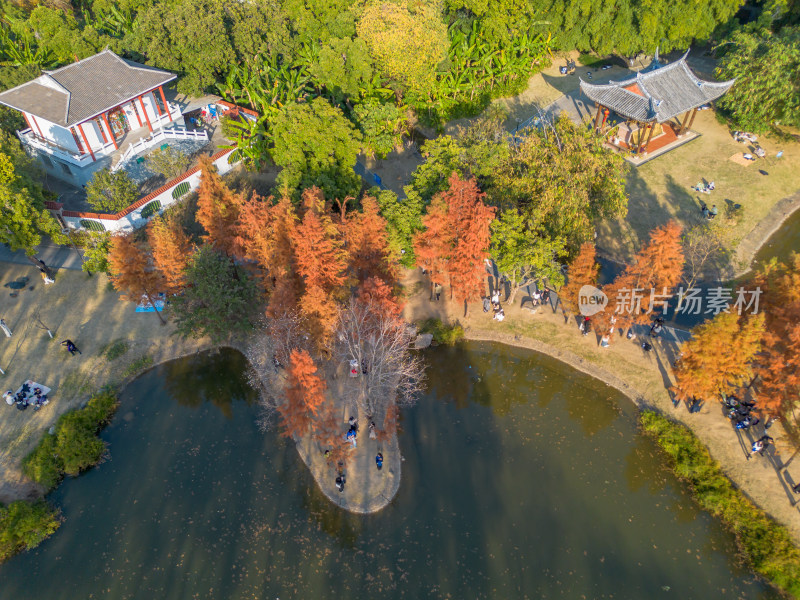 福州城市中色彩斑斓的树林全景