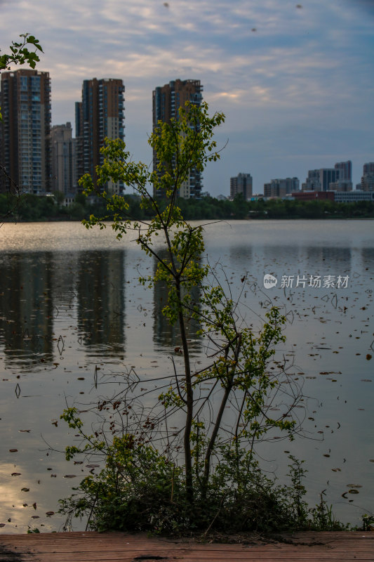 武汉汤逊湖壹号湿地公园