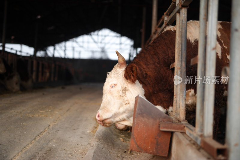 养殖场里饲养的肉牛