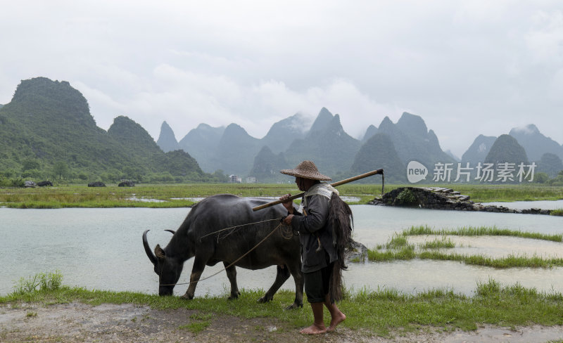 广西桂林状元桥老人牵牛放牧意境风光