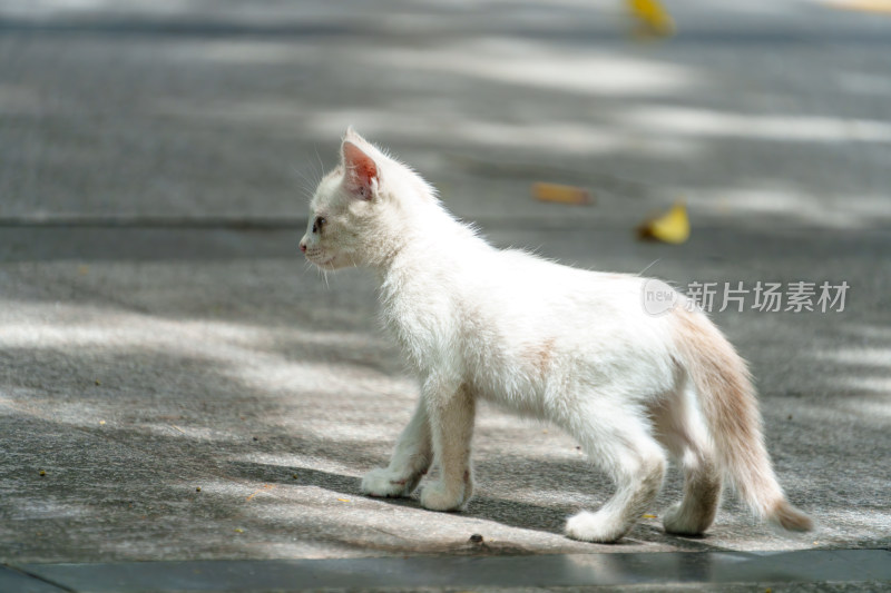 户外的流浪小猫