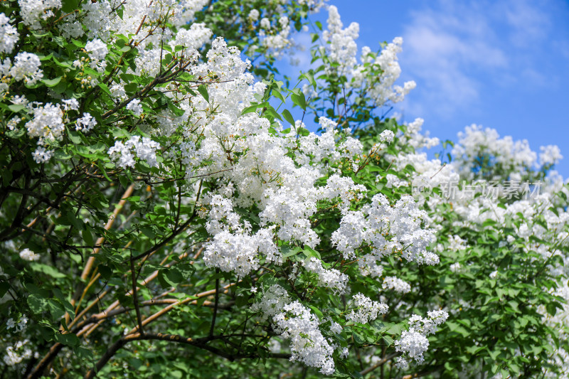 白色丁香花