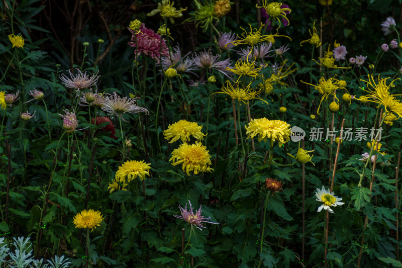 福州西湖公园菊花展