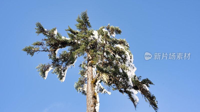 四川甘孜海螺沟冬季森林植被的雪景