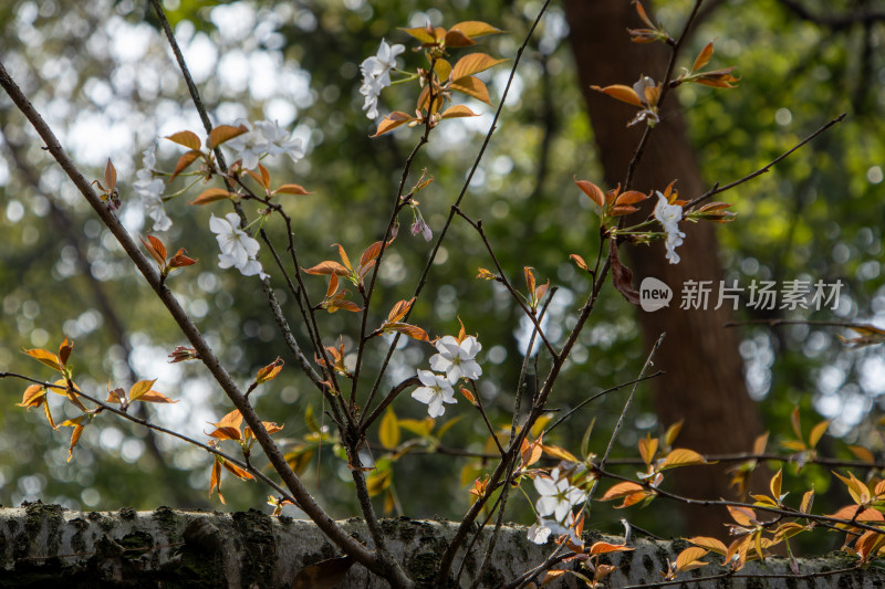 春天枝头绽放的白色樱花