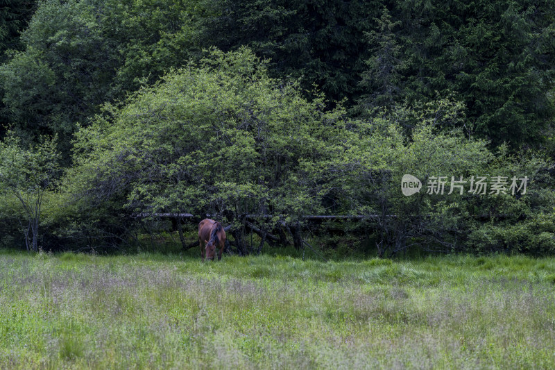 夏季深山森林草原上的一匹骏马